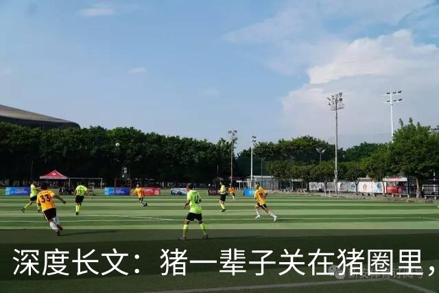 深度长文：猪一辈子关在猪圈里，为什么不会"憋疯"抑郁？其实它会